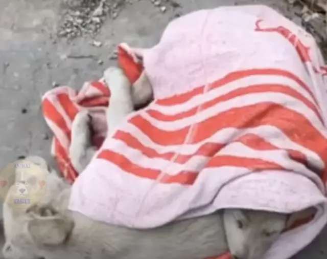 Filhote Se Recusa a Abandonar Irmã Ferida e Cena Emociona Internautas